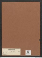 Surirella breuteliana Rabh. (de-Toni-Nr.: Genus 53, Species 2225) Zeichnungen Sammlung Grunow Mappe 02450 (Herbarium_W_Grunow_drawings_Folder_02450)